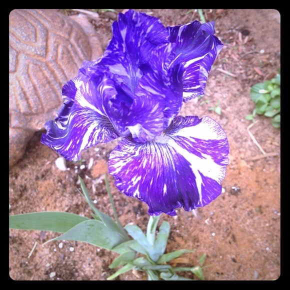 Meet your Posher, Tori - Picture 1 of 1